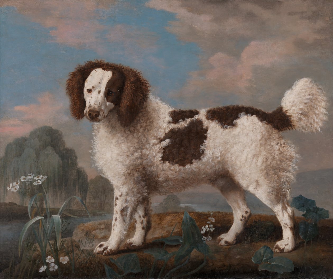 Spaniel Norfolk o Spaniel d