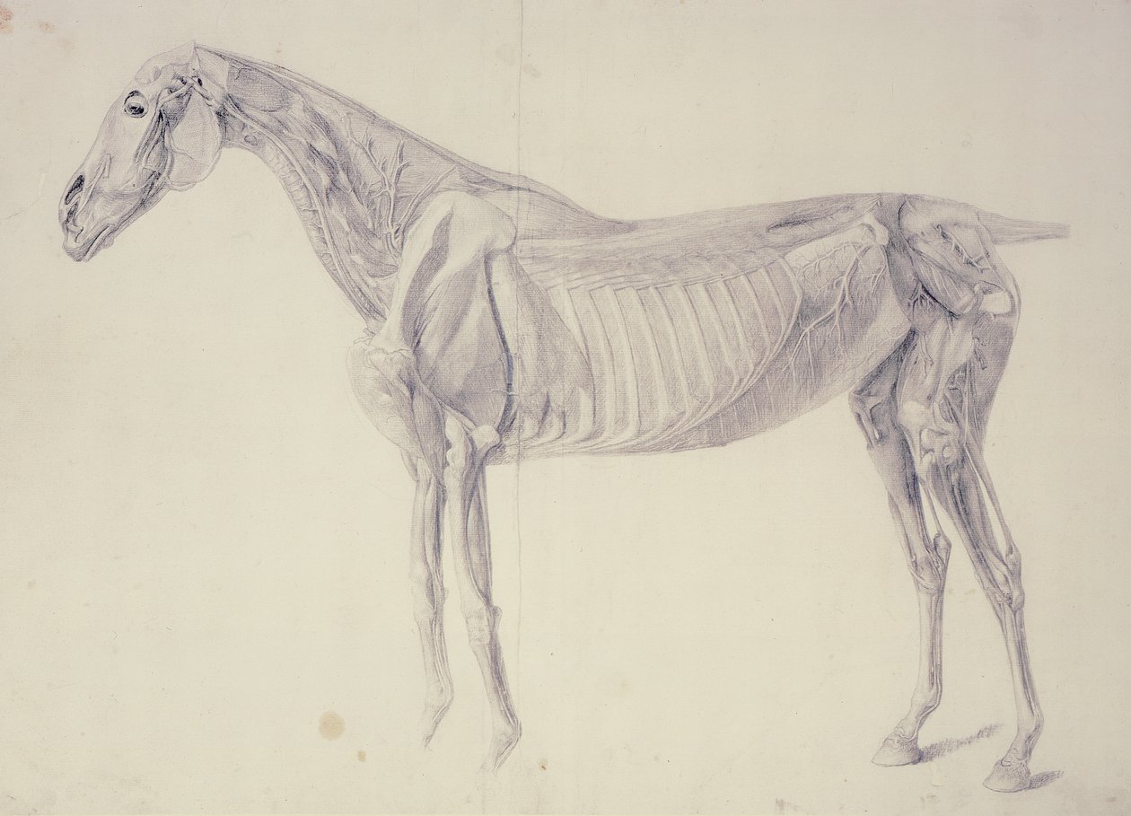 Diagramma da The Anatomy of the Horse da George Stubbs