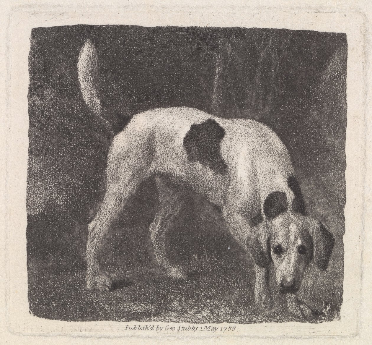 Cane (Un Foxhound alla Ricerca) inciso dall