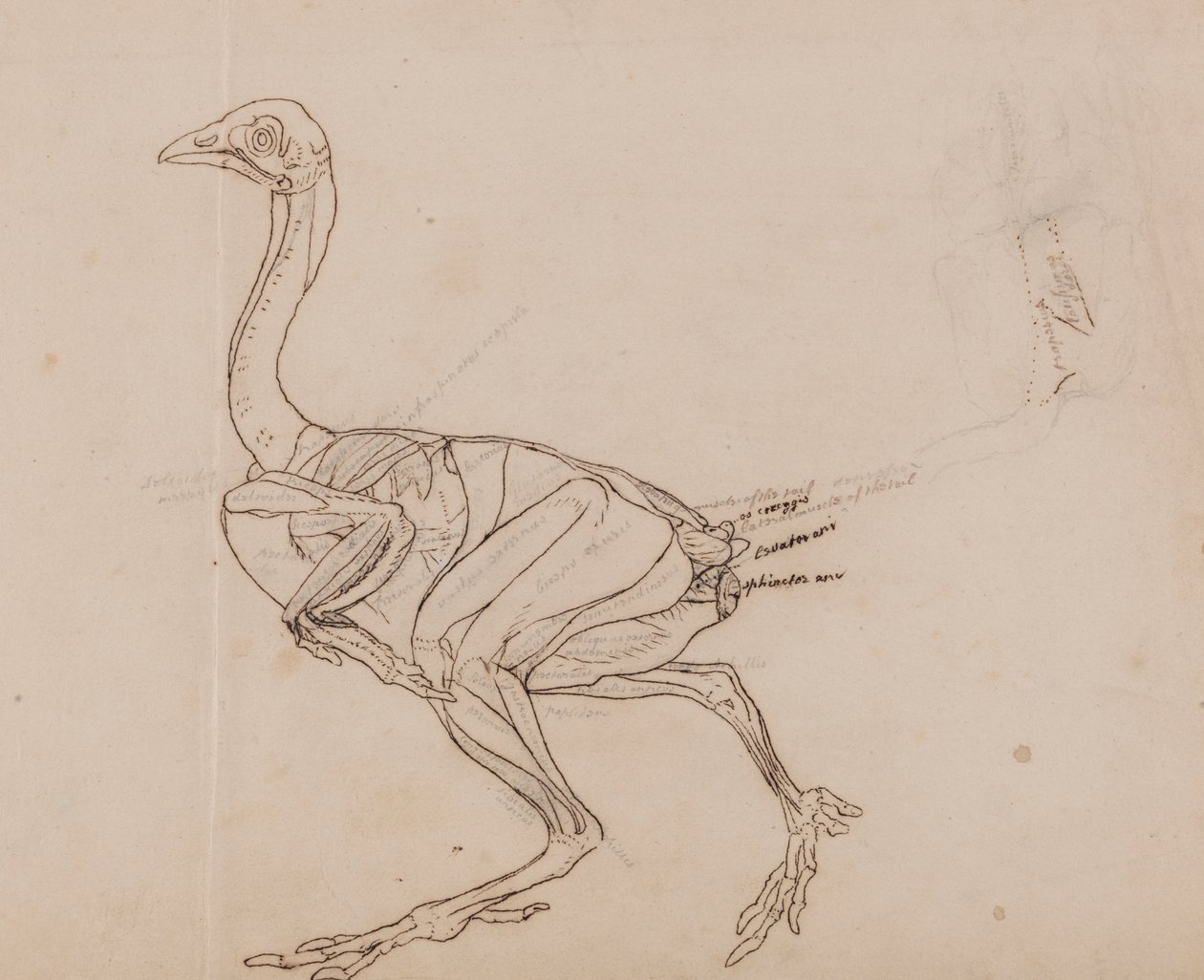 Corpo di Gallina Dorking, Vista Laterale (Disegno di contorno dei muscoli) da George Stubbs