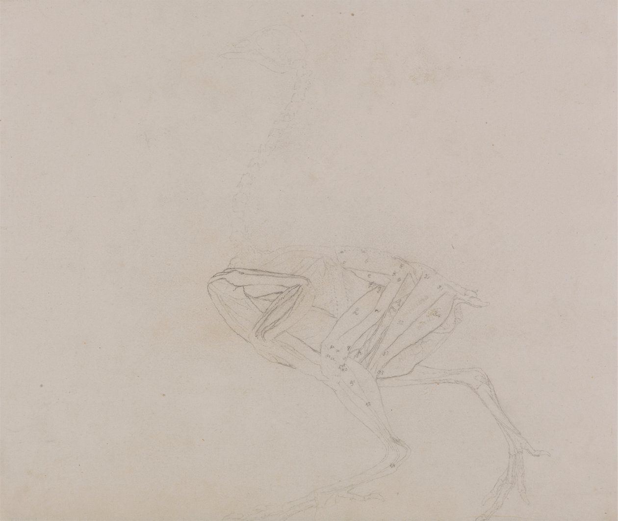 Gallina di Dorking, vista laterale (Studio dei muscoli del corpo e degli arti in una fase successiva della dissezione) da George Stubbs