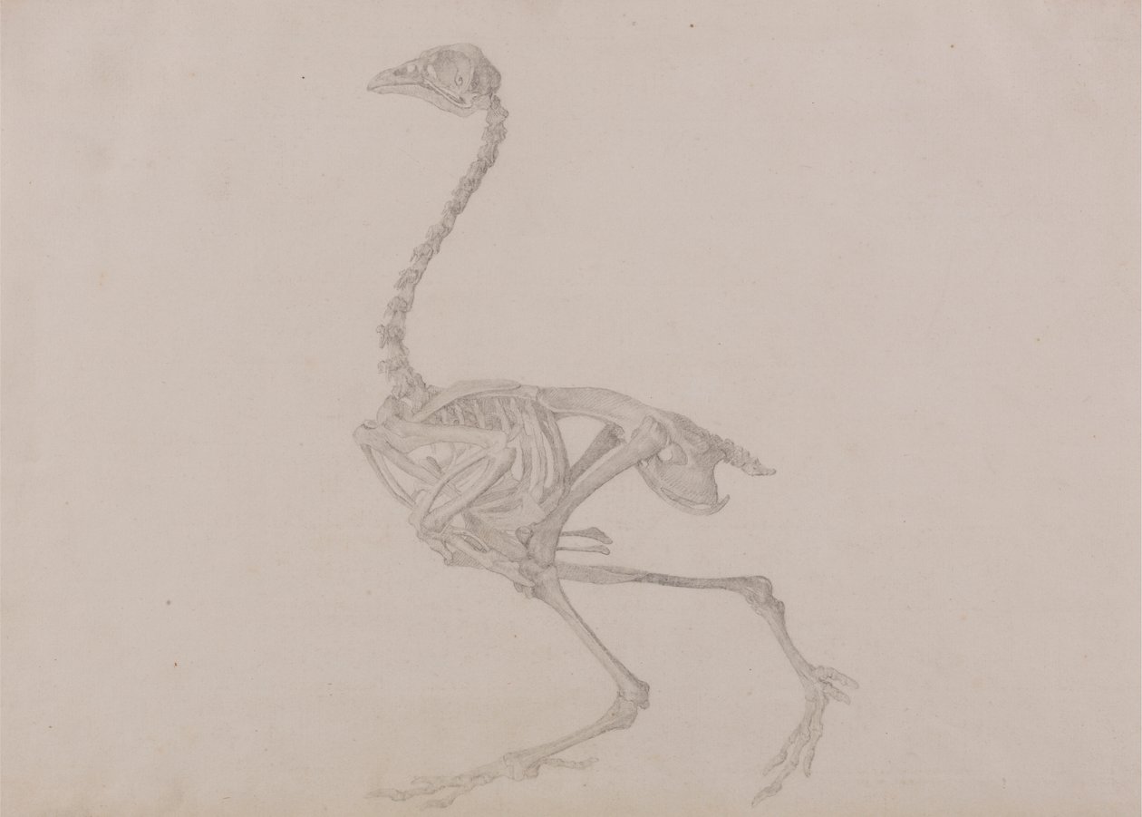 Scheletro di gallina Dorking, vista laterale da George Stubbs