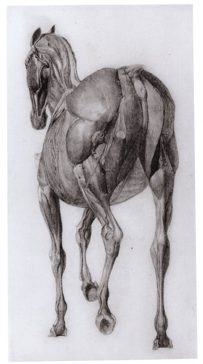Vista Dorsale della Struttura Muscolare di un Cavallo Progressivamente Dissecato, studio n. 7 da L
