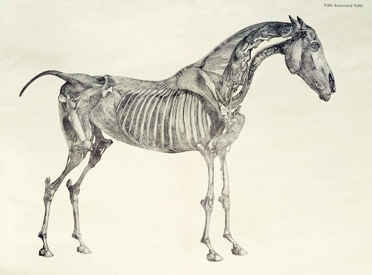 Quinta Tavola Anatomica, da 