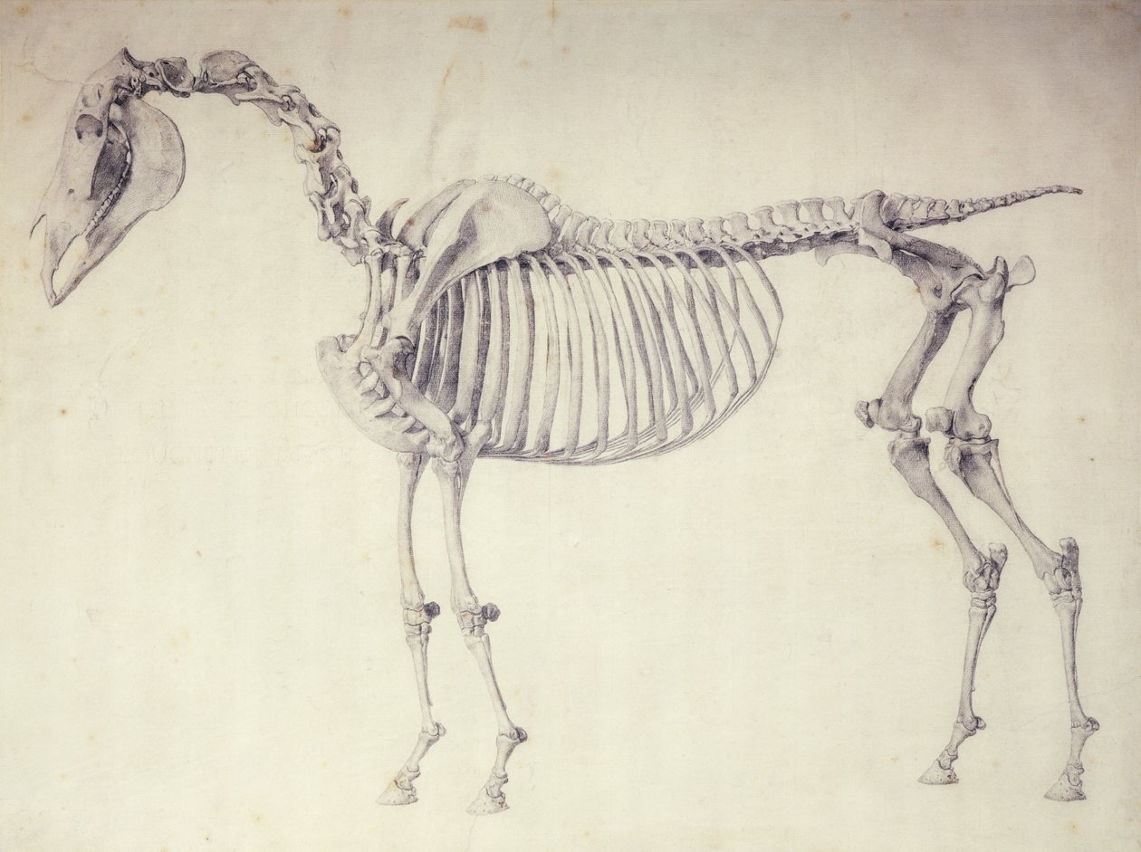 Quinta Tavola Anatomica, da 