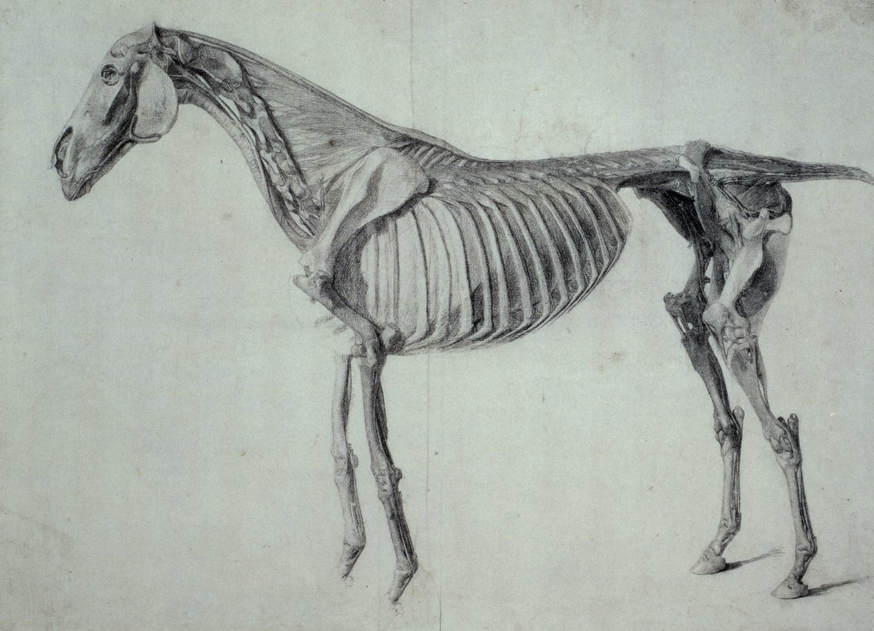 Studio finito per la quinta tavola anatomica di un cavallo (grafite su carta) da George Stubbs