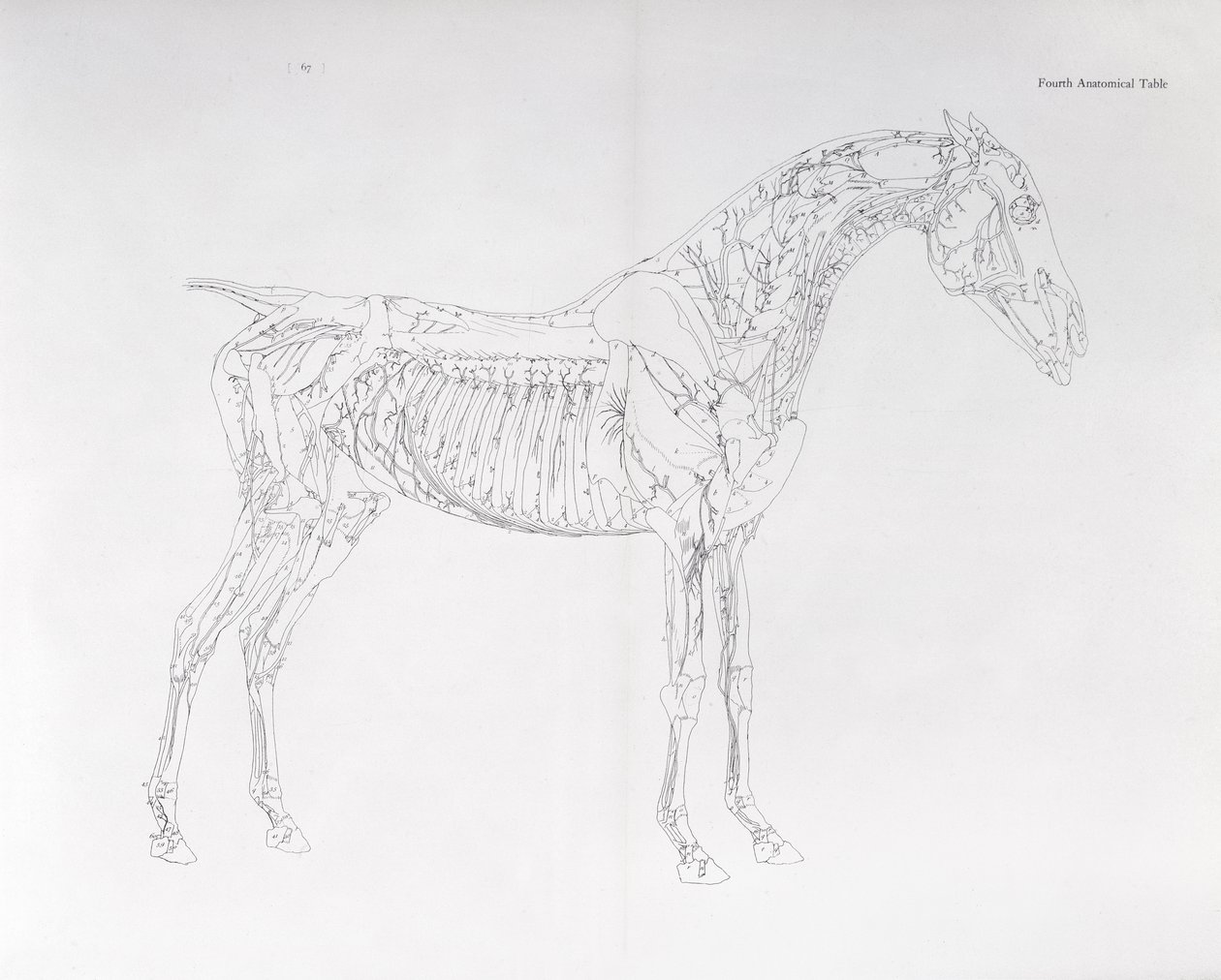 Quarta tavola anatomica, da 