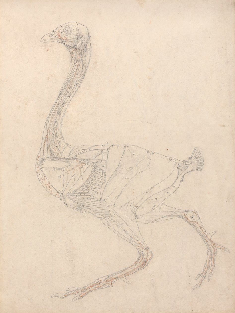 Corpo di volatile, vista laterale (Studio per la figura chiave della Tavola XV) da George Stubbs