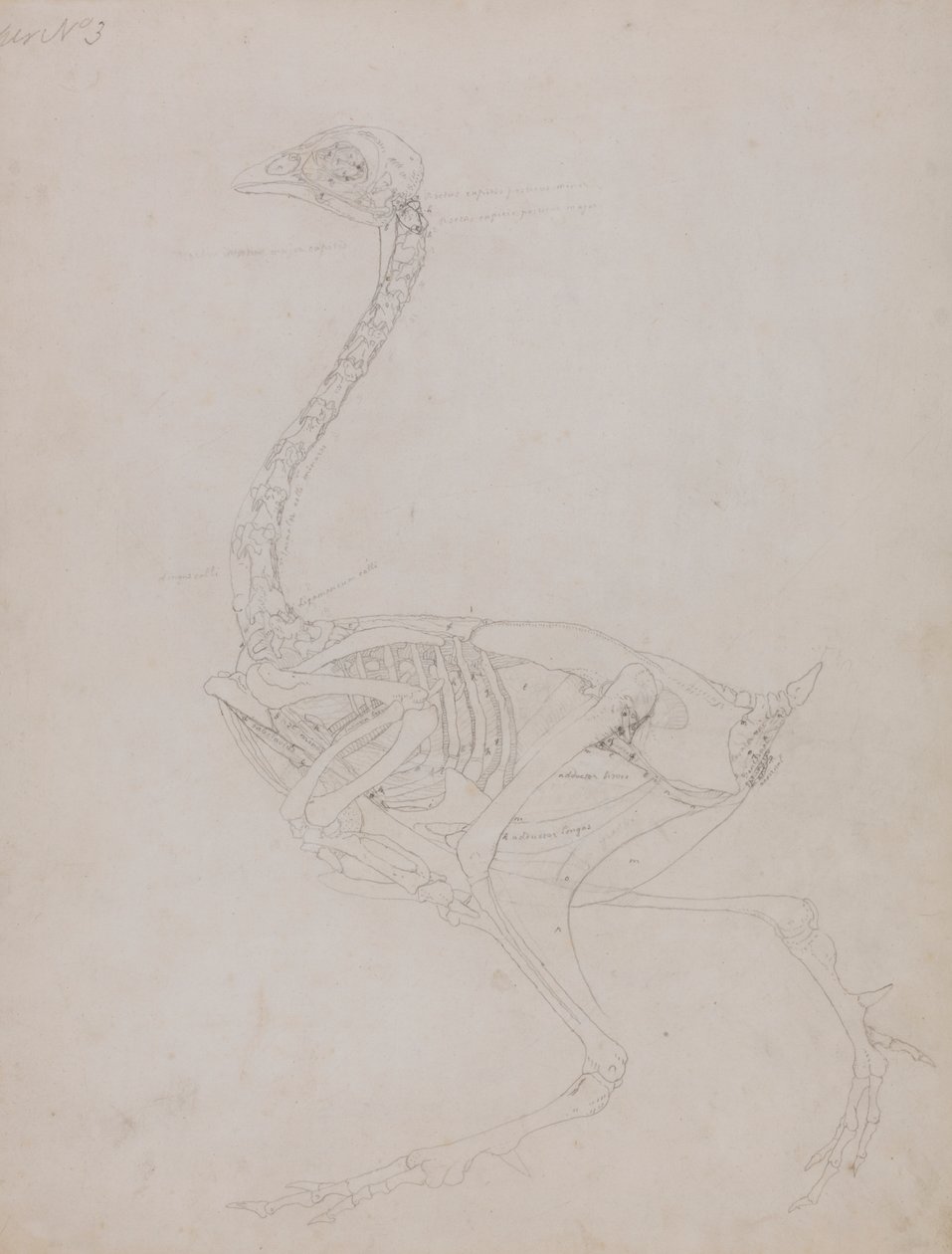 Corpo di uccello, vista laterale da George Stubbs