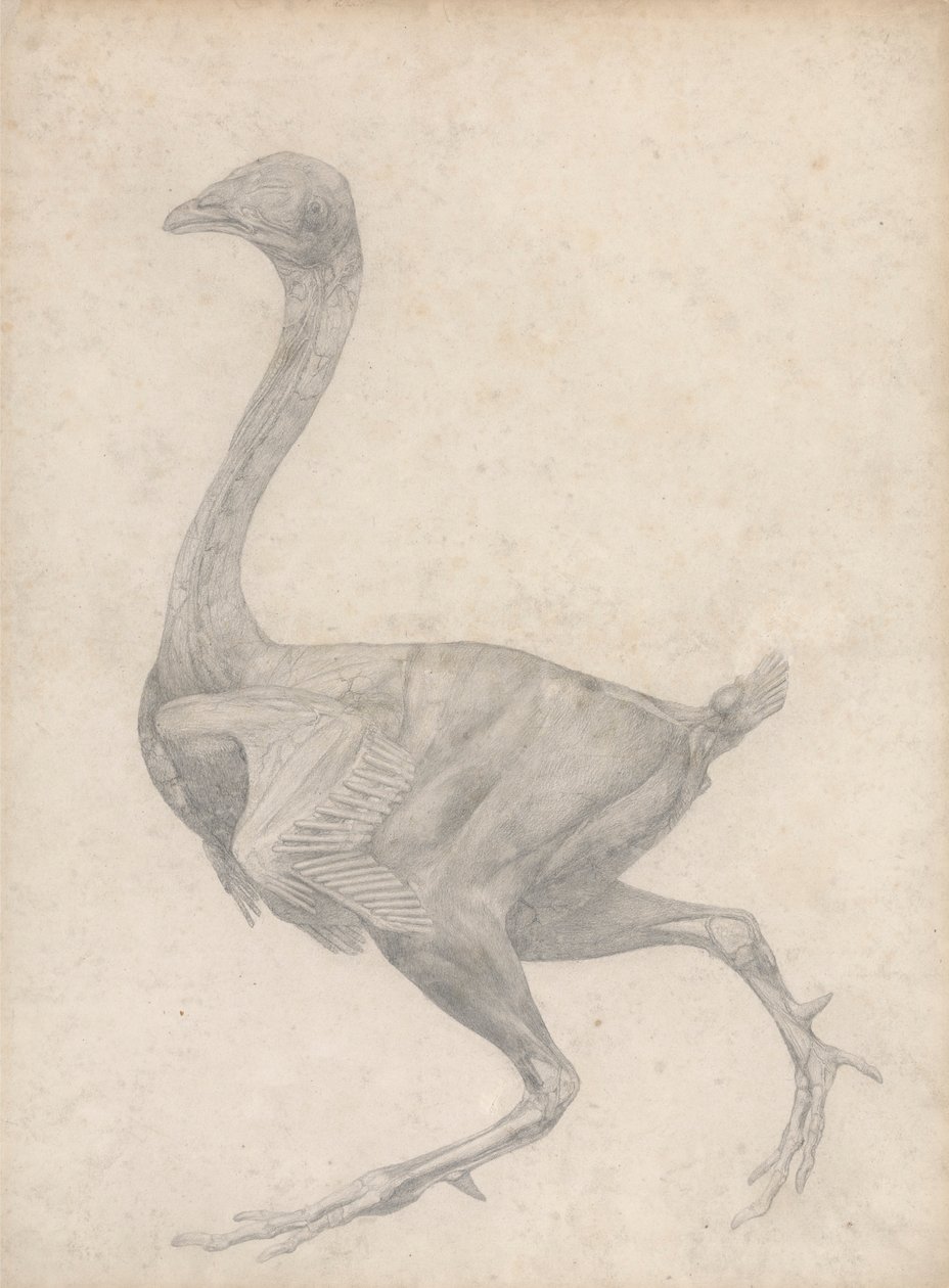 Uccello, vista laterale, con pelle e strati fasciali sottostanti rimossi (studio finito per la tavola XV) da George Stubbs