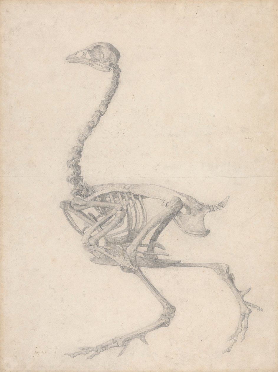 Scheletro di uccello, vista laterale da George Stubbs