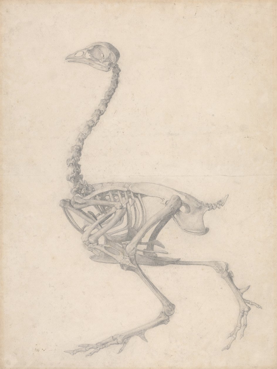 Scheletro di uccello, vista laterale (Studio finito per Tavola V) da George Stubbs