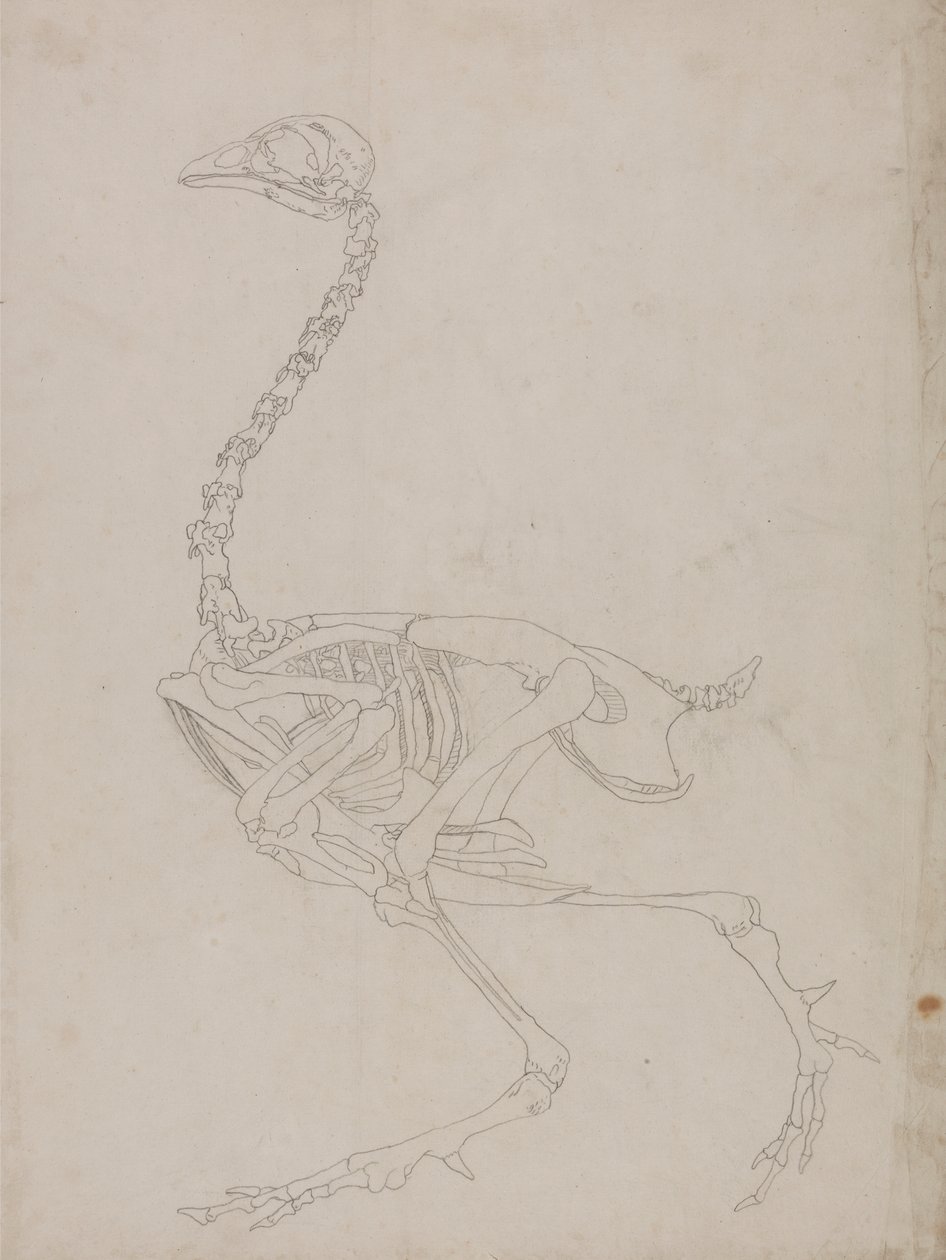 Scheletro di uccello, vista laterale (disegno di contorno dello scheletro) da George Stubbs