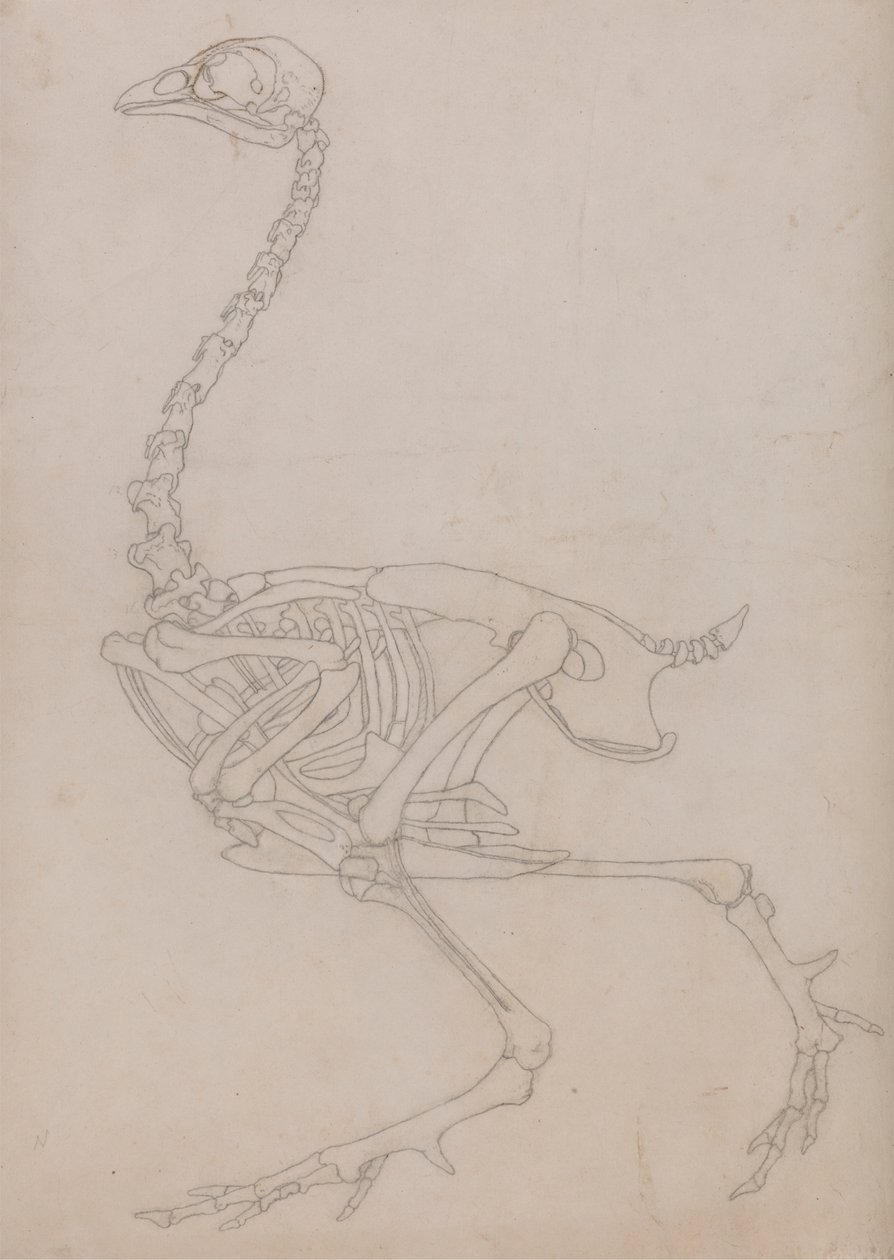 Scheletro di uccello, vista laterale da George Stubbs