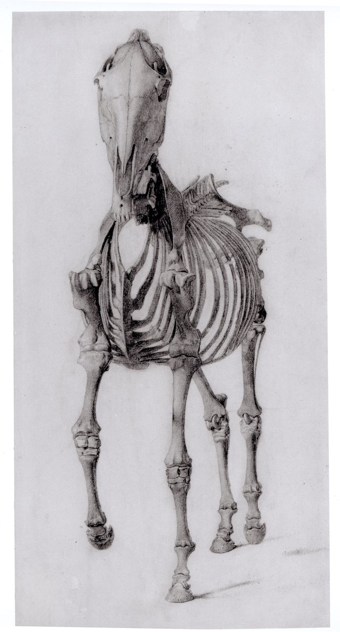 Vista Frontale dello Scheletro di un Cavallo, studio n. 10 da L