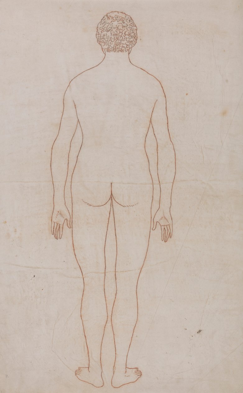 Corpo umano, vista posteriore (Disegno di contorno per la Tavola VII) da George Stubbs