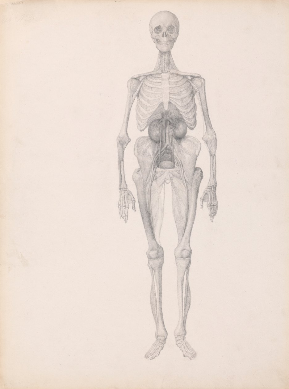 Figura umana, vista anteriore da George Stubbs