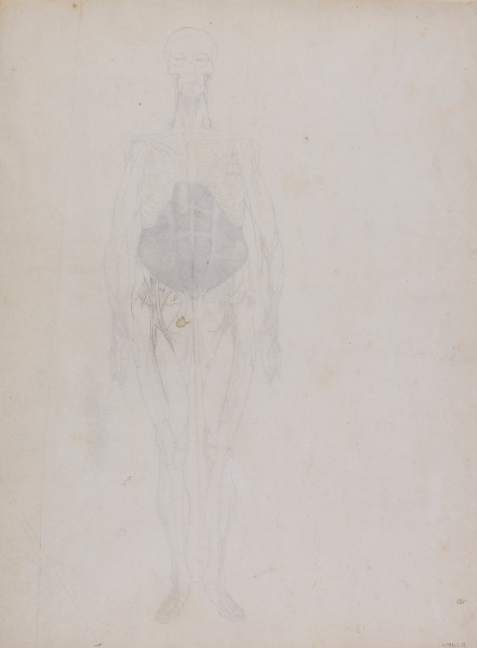 Figura umana, vista anteriore (principalmente in contorno) da George Stubbs