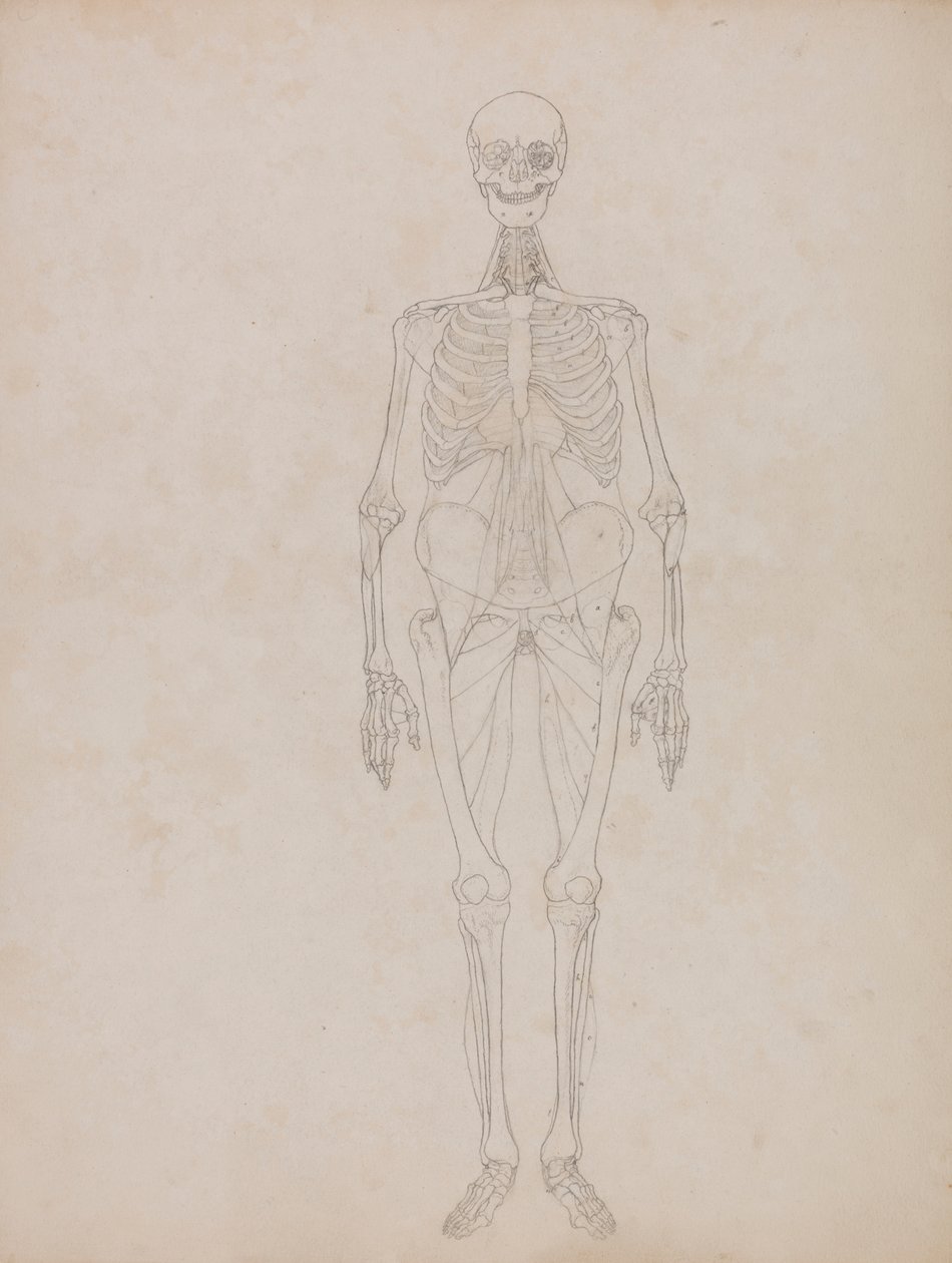 Figura umana, vista anteriore (figura di contorno) da George Stubbs