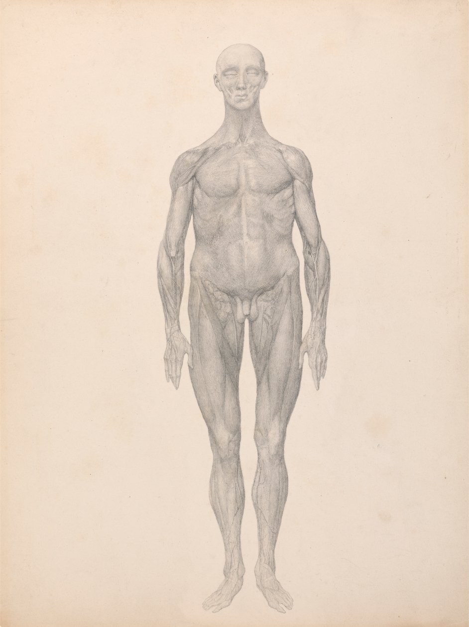 Figura umana, vista anteriore, strati fasciali della pelle e sottostanti rimossi (studio finito per la tavola XI) da George Stubbs