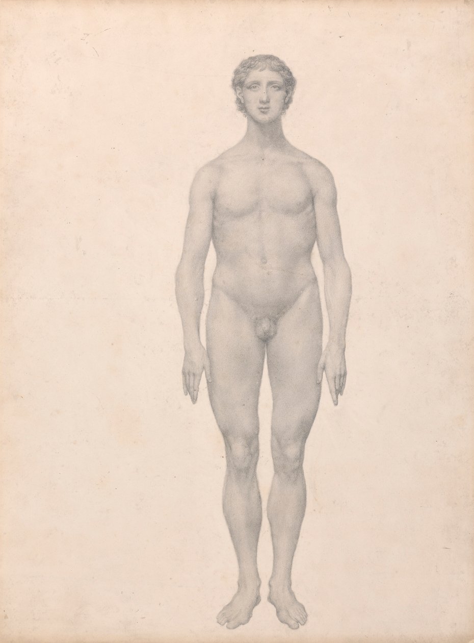 Figura umana, vista anteriore, non dissezionata da George Stubbs