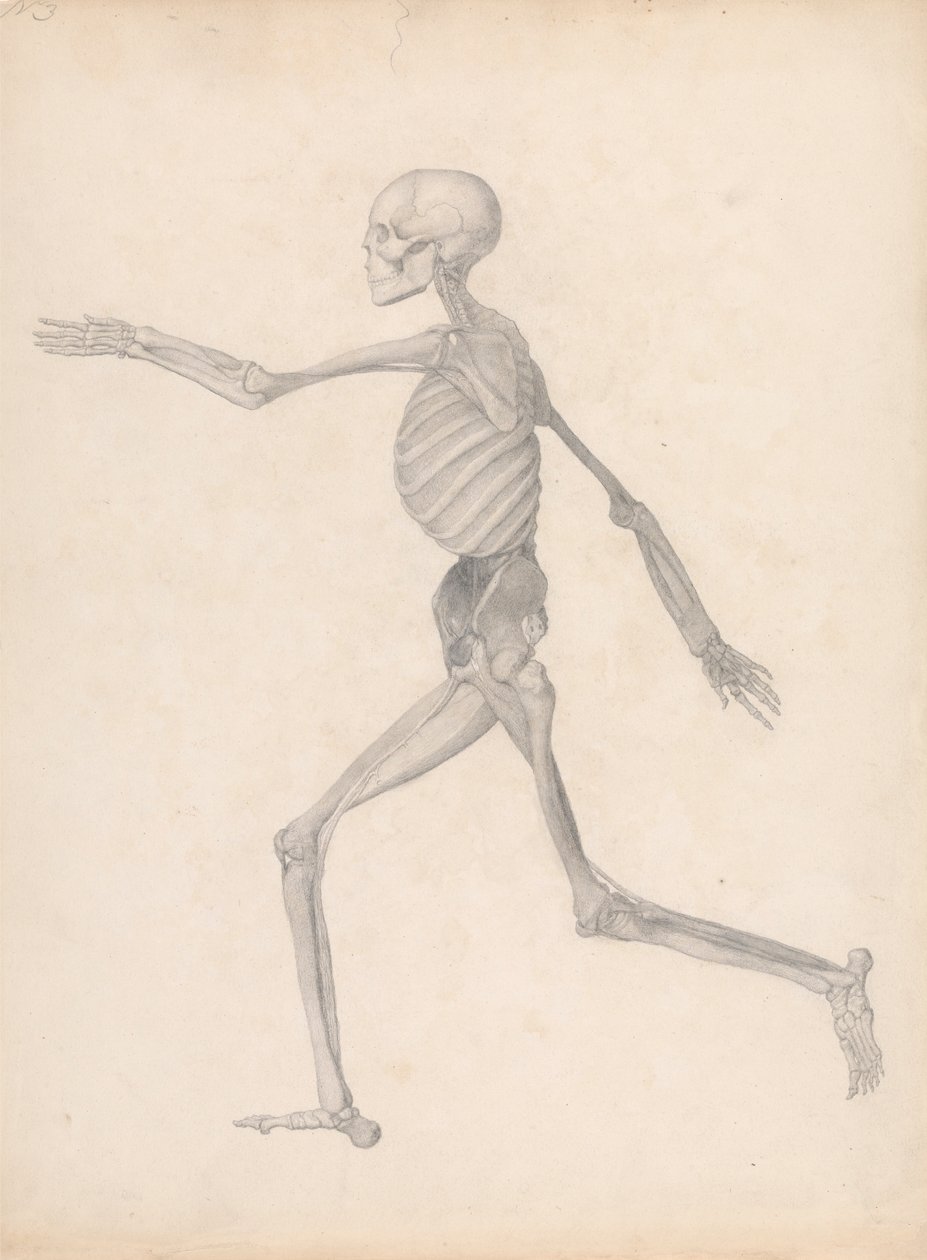 Figura Umana, Vista Laterale (Studio Finito per una Tavola Inedita, Rappresentante l