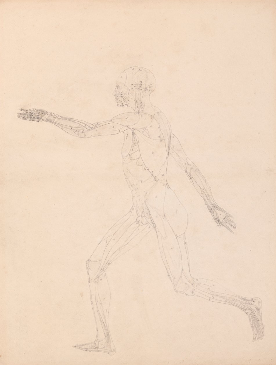 Figura umana, vista laterale (Per la figura chiave della Tavola XIII) da George Stubbs
