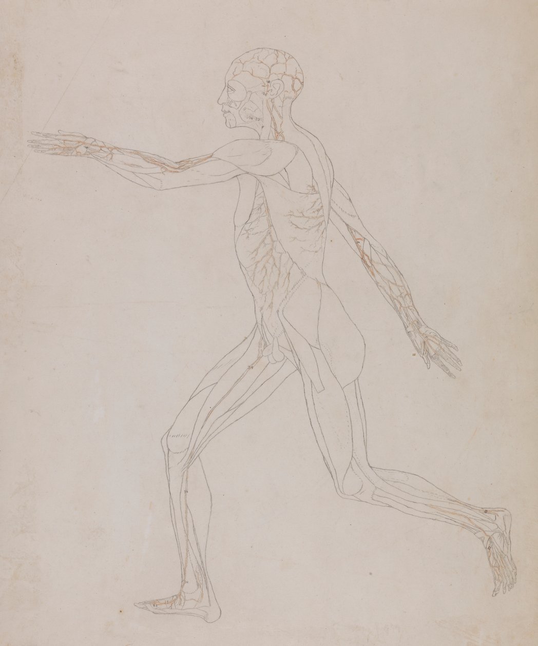 Figura umana, vista laterale (Relativo alla Tavola XIII, studio dettagliato dei vasi sanguigni che alimentano i muscoli) da George Stubbs