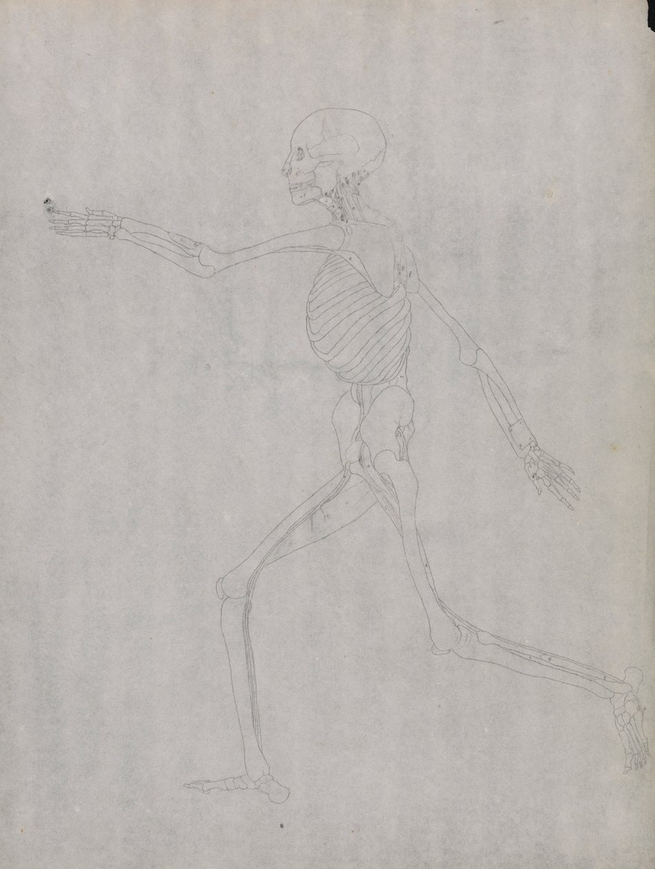 Figura Umana, Vista Laterale da George Stubbs
