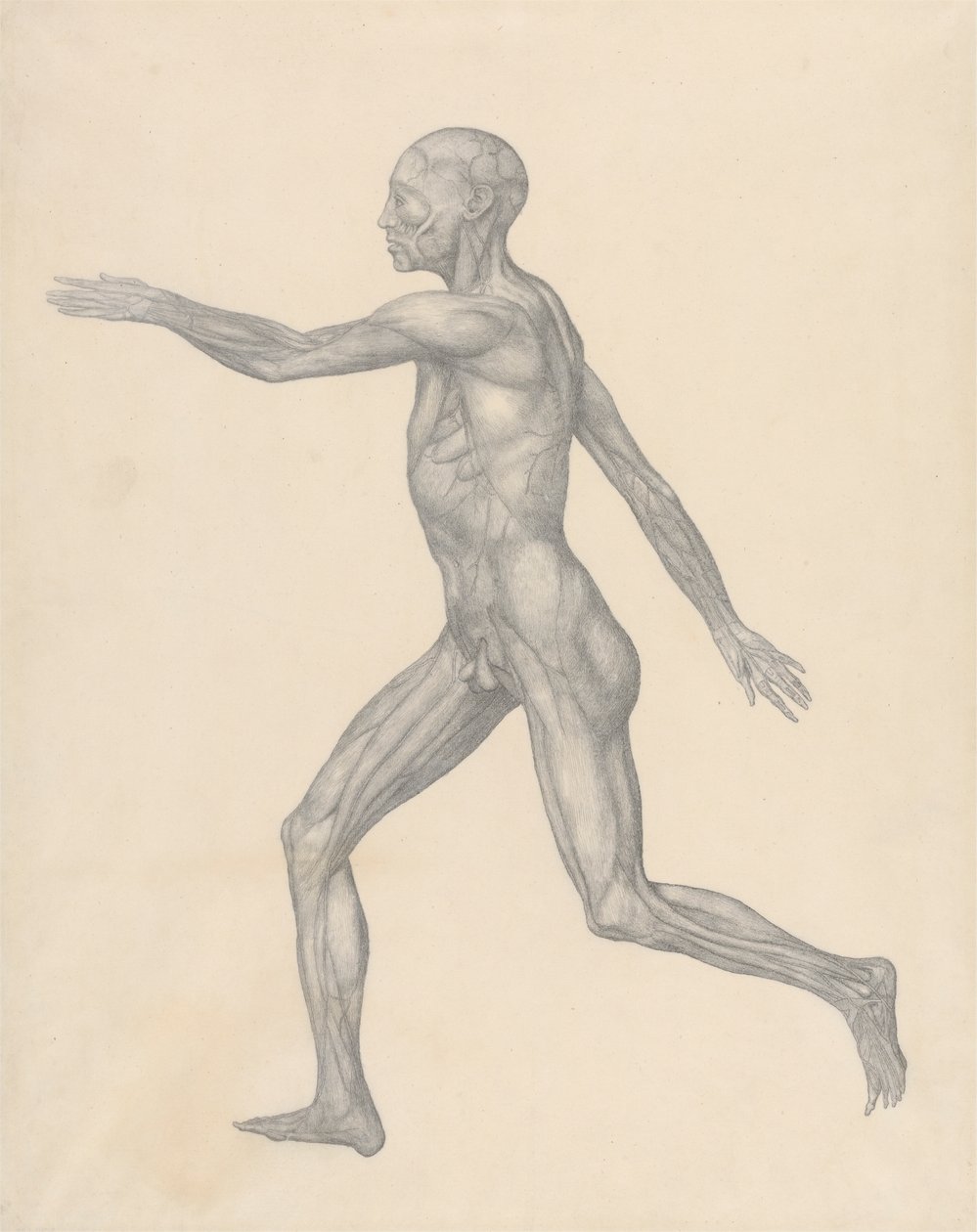 Figura umana, vista laterale, dopo la rimozione della pelle e degli strati fasciali sottostanti (Studio finito per la Tavola XIII) da George Stubbs