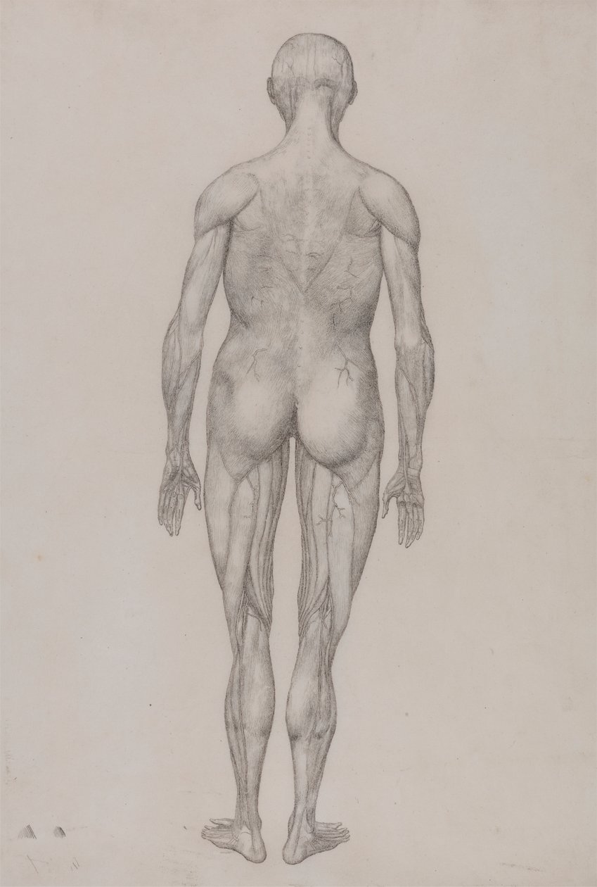 Figura Umana, Vista Posteriore (Quasi Identica al Disegno Finito per la Tavola XII) da George Stubbs