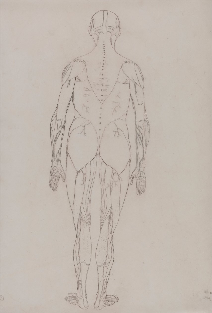 Figura Umana, Vista Posteriore (Disegno di Contorno per Figura Chiave alla Tavola XII) da George Stubbs