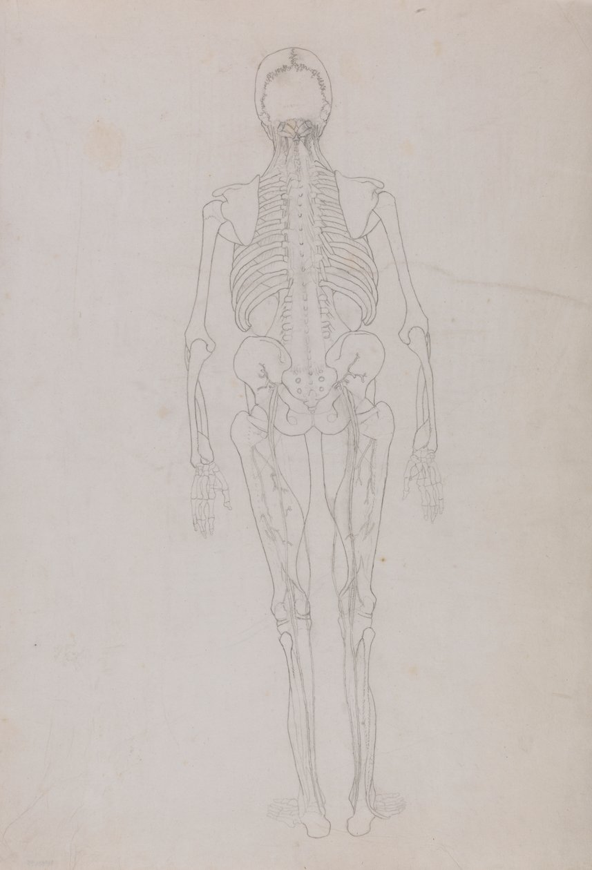 Figura Umana, Vista Posteriore (Disegno di contorno per una figura chiave che mostra la fase finale della dissezione) da George Stubbs
