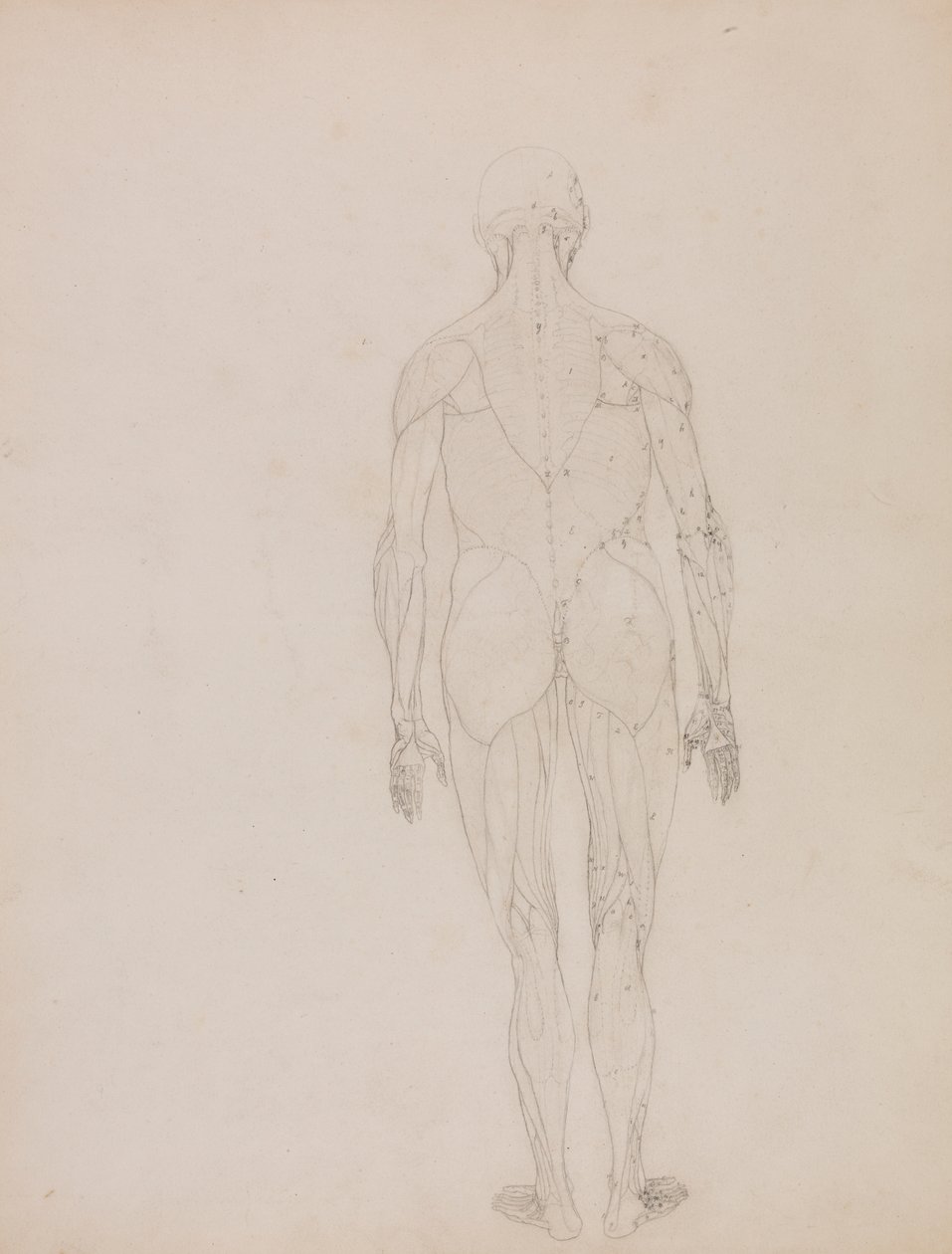 Figura umana, vista posteriore da George Stubbs