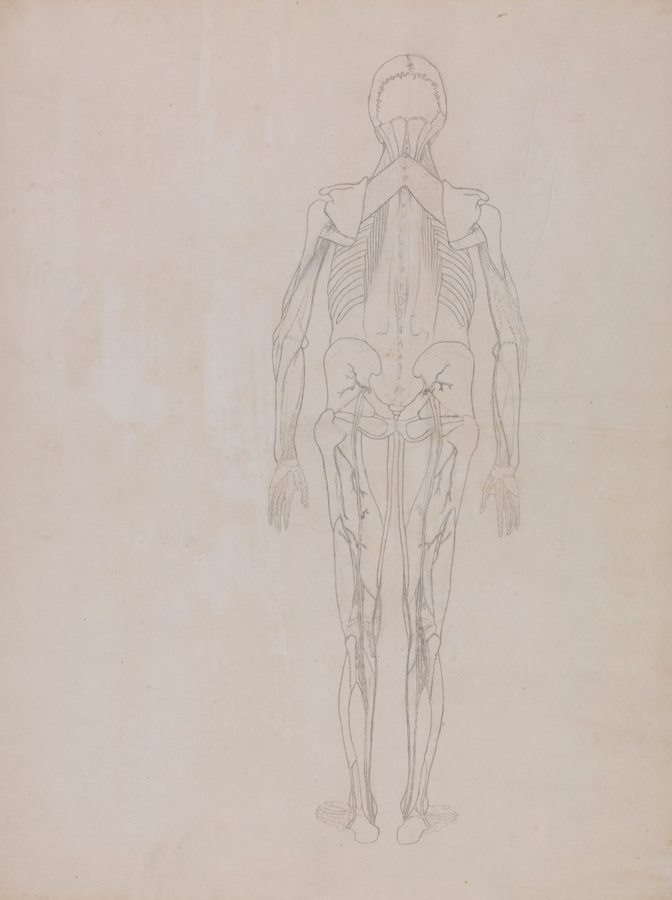 Figura umana, vista posteriore (disegno di contorno per la figura chiave di una tavola non pubblicata) da George Stubbs