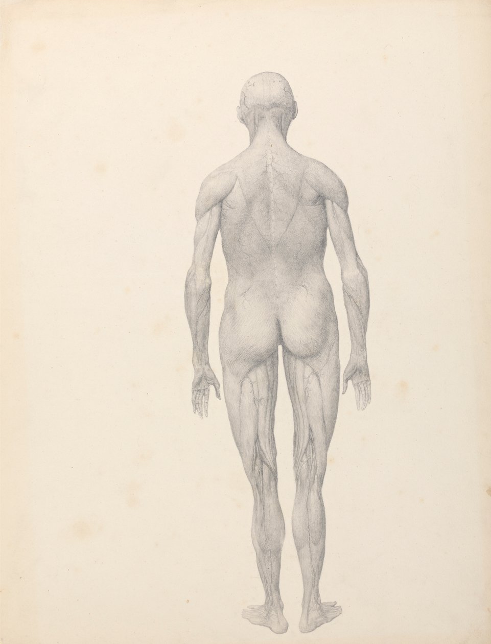Figura umana, vista posteriore, parzialmente dissezionata (studio finito per la tavola XII) da George Stubbs
