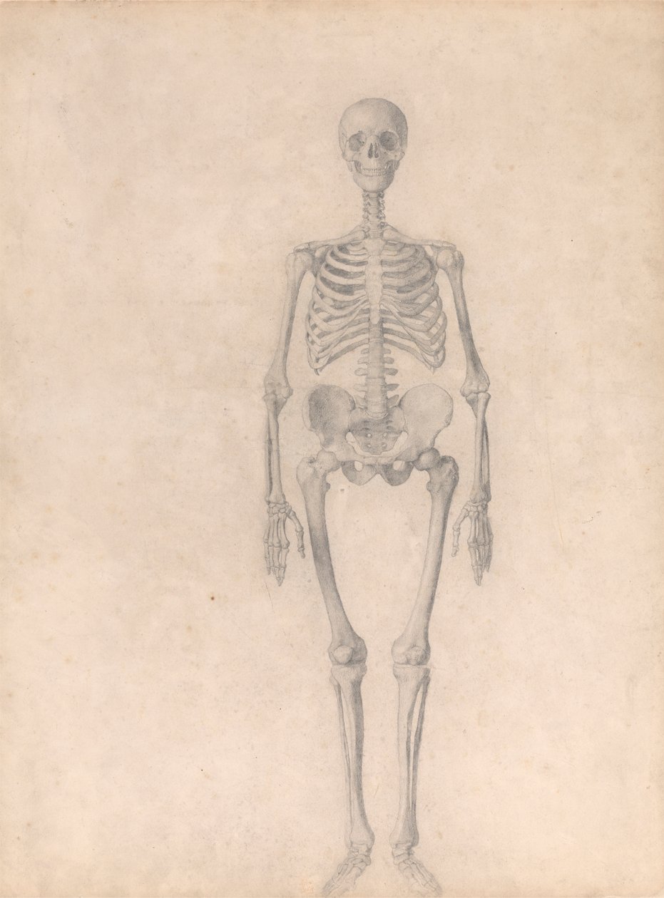 Scheletro umano, vista anteriore (studio finito per la tavola I) da George Stubbs