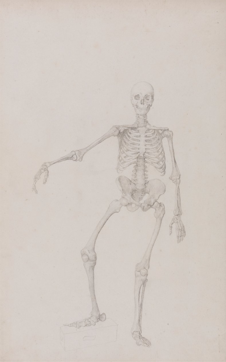 Scheletro umano, vista anteriore (braccio destro disteso) da George Stubbs