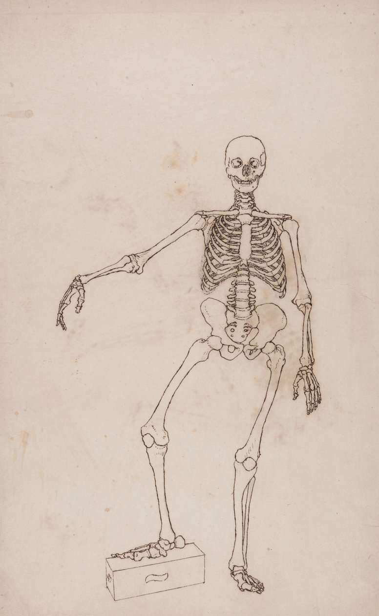 Scheletro umano, vista anteriore da George Stubbs