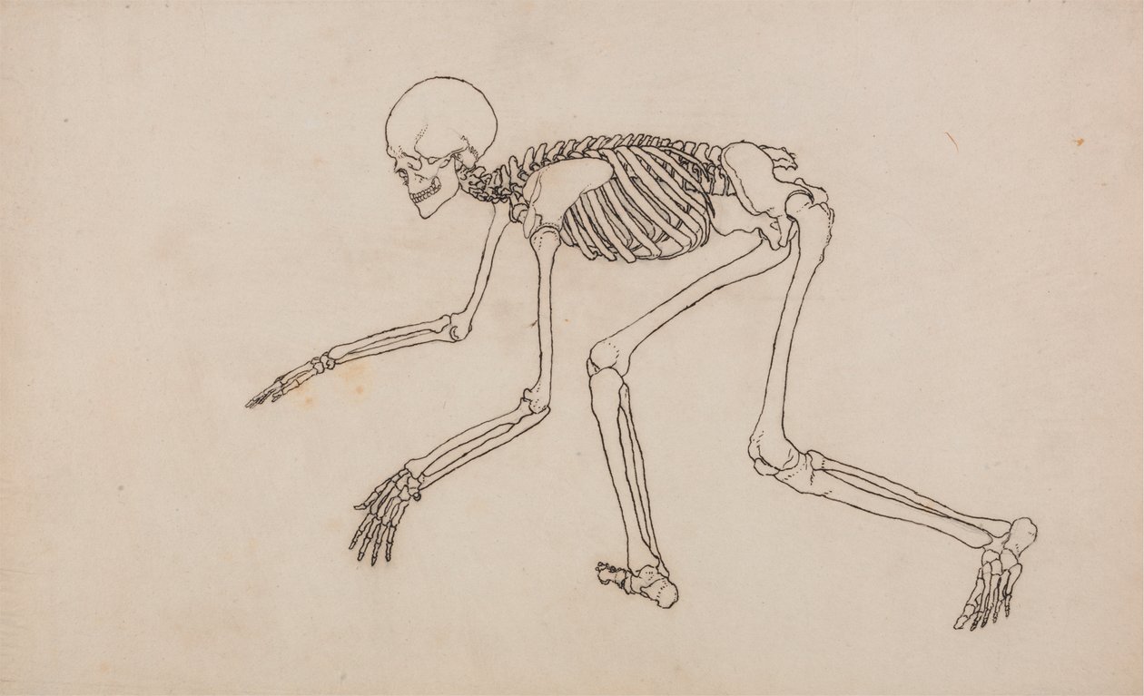 Scheletro umano, vista laterale da George Stubbs