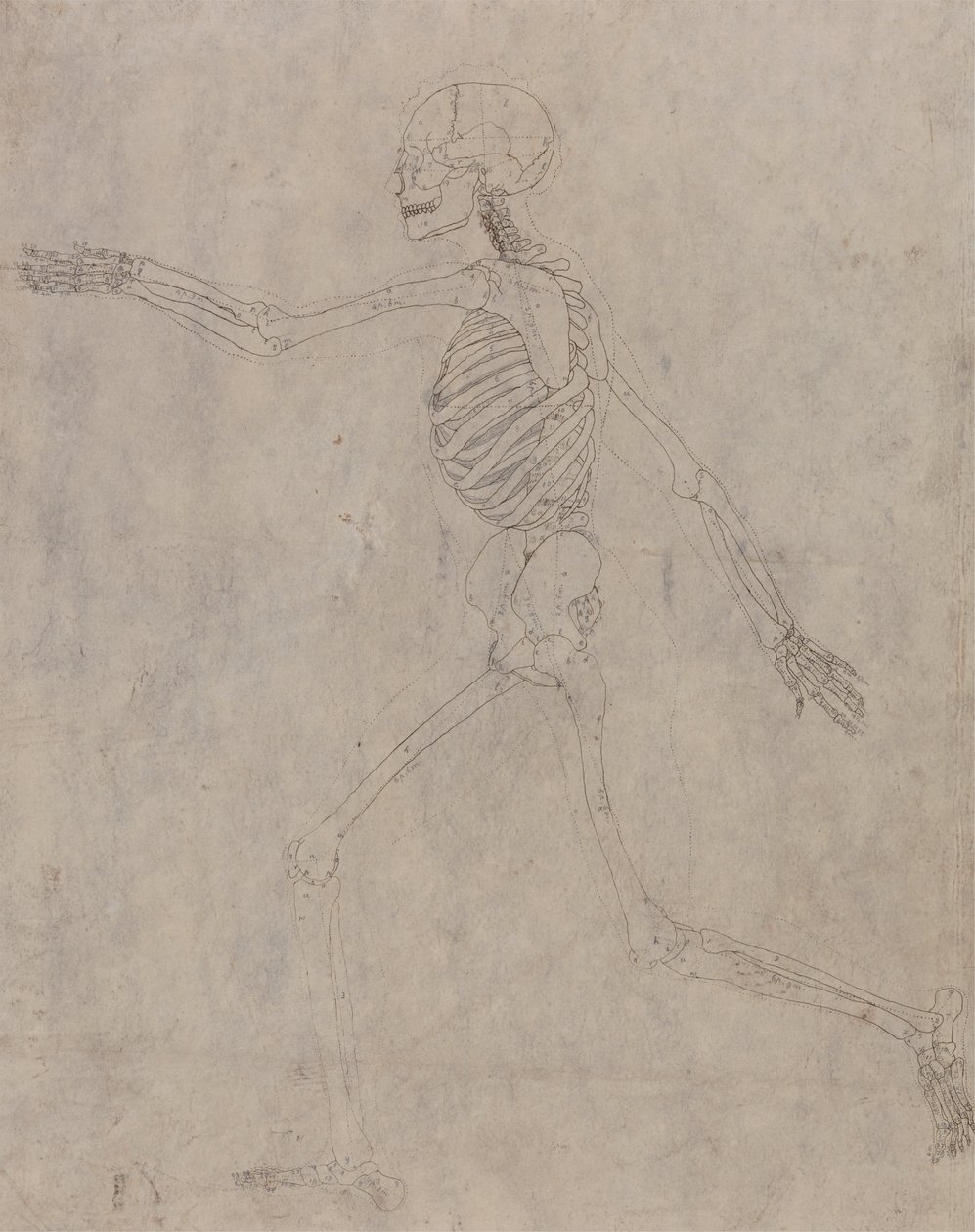 Scheletro umano, vista laterale da George Stubbs
