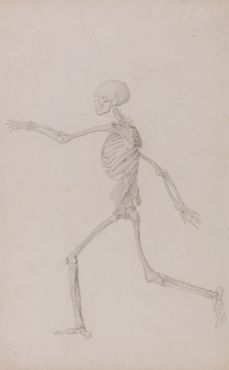 Scheletro umano, vista laterale da sinistra, in corsa da George Stubbs