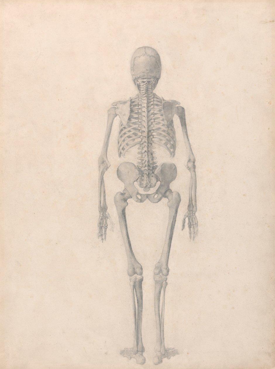 Scheletro umano, vista posteriore (studio finito per la tavola II) da George Stubbs