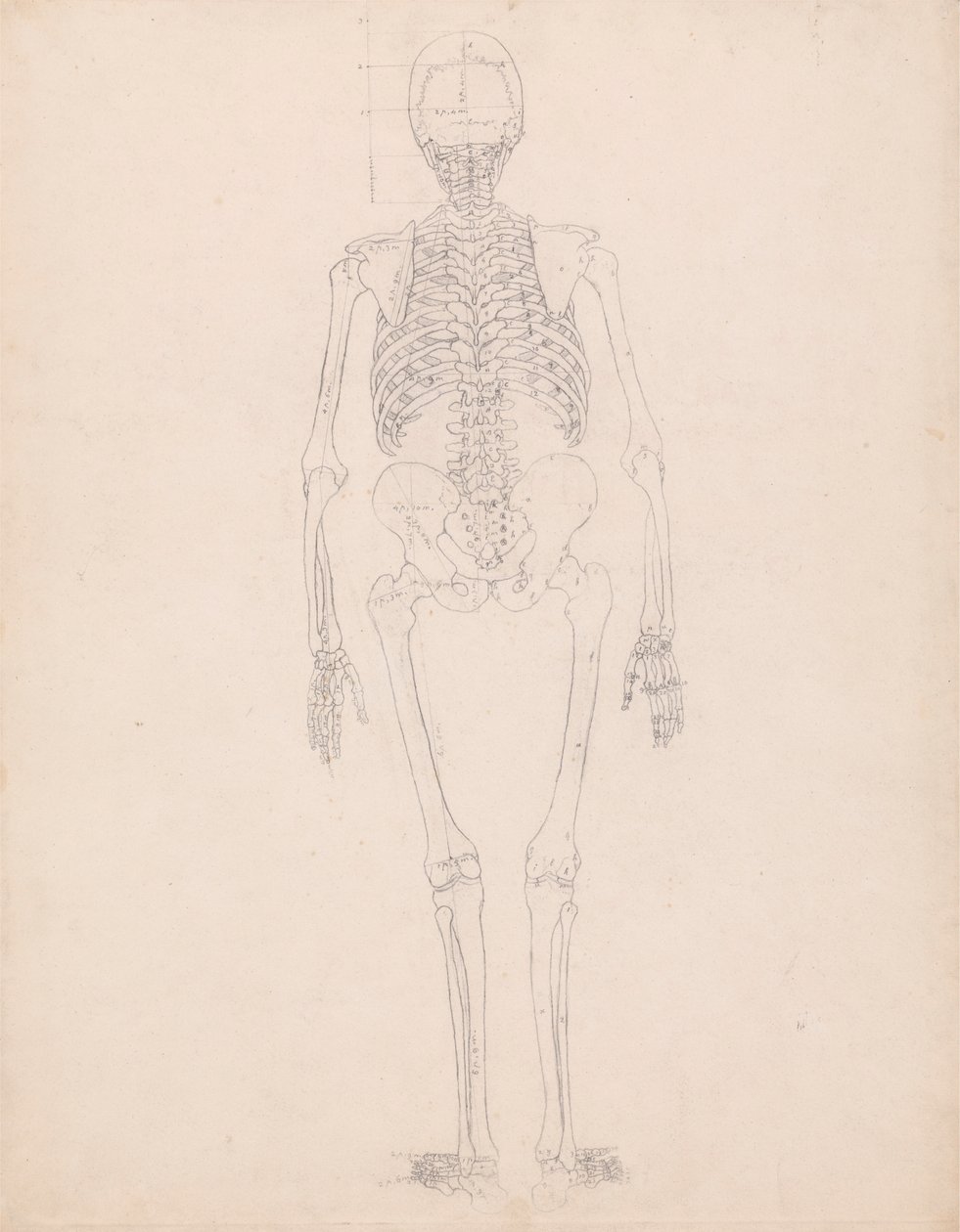 Scheletro umano, vista posteriore da George Stubbs