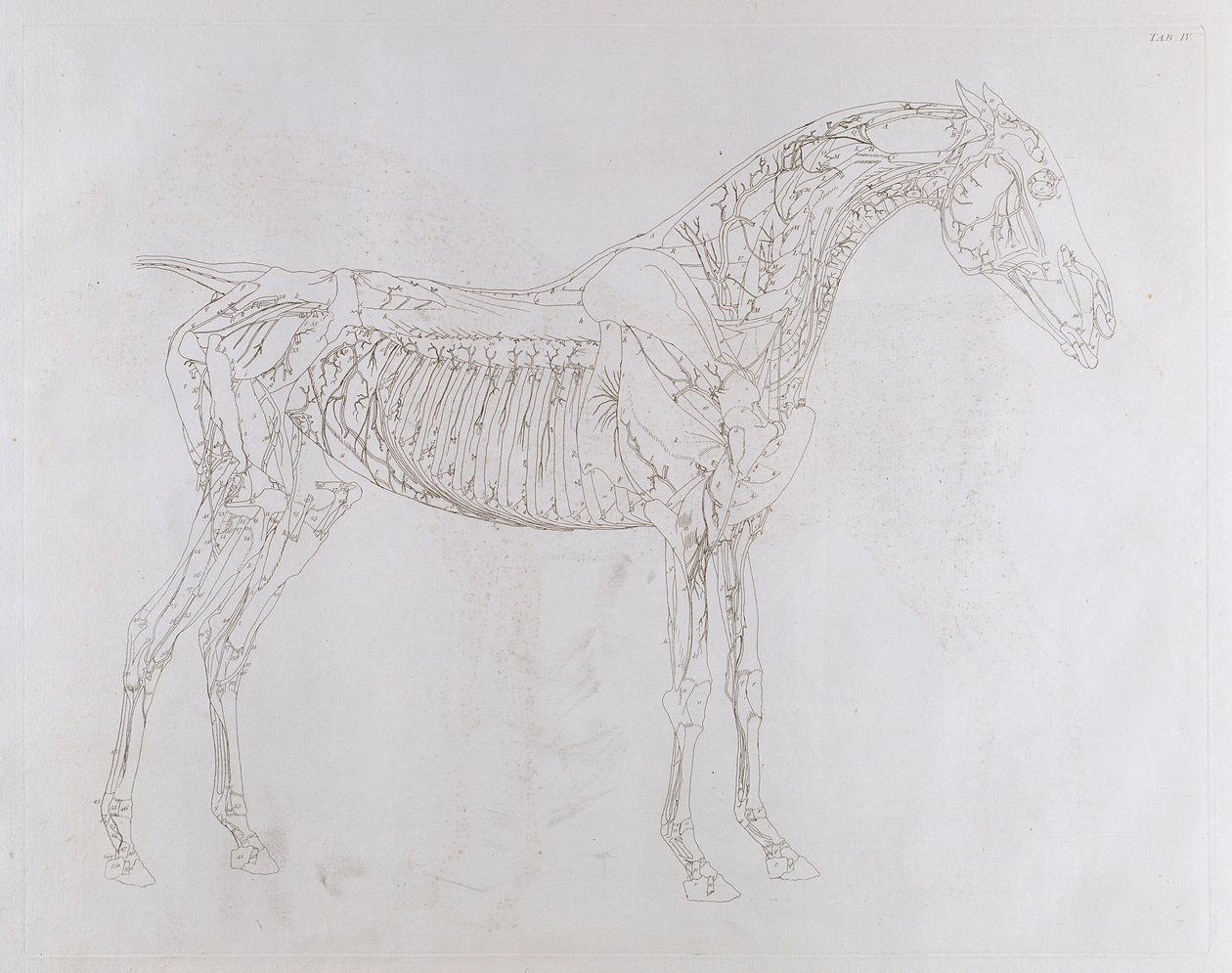 Illustrazione da 