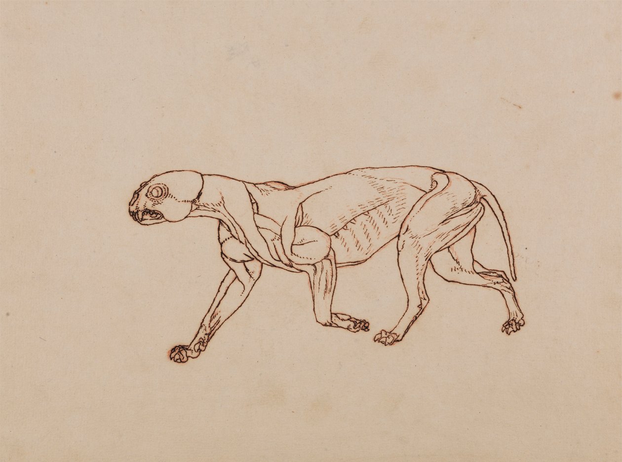 Corpo di leopardo, vista laterale da George Stubbs