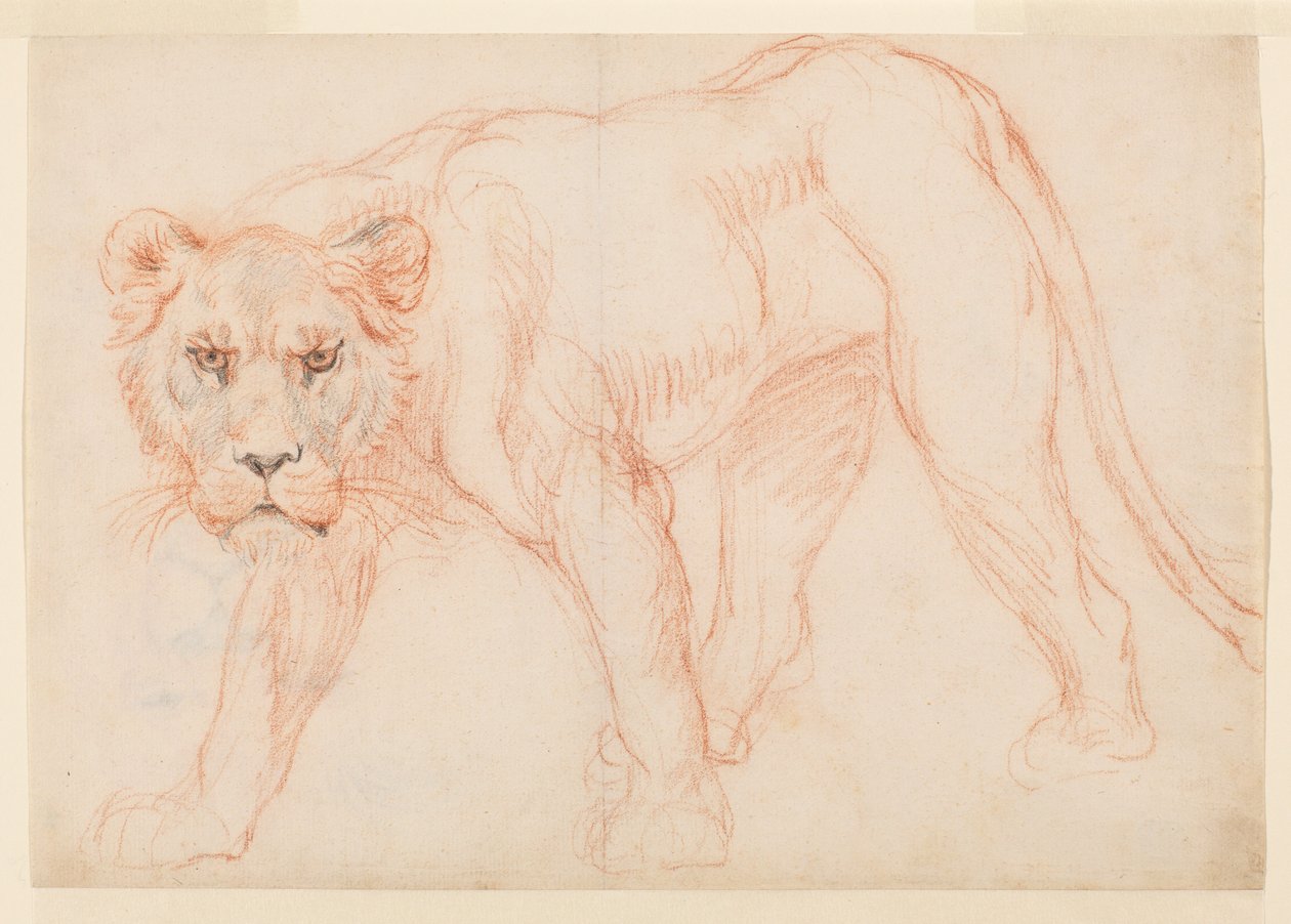Leonessa in agguato, recto, XVIII o XIX secolo da George Stubbs