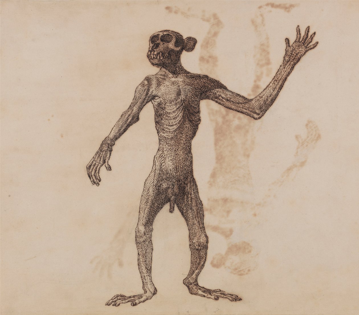 Scimmia in Piedi, Vista Anteriore da George Stubbs