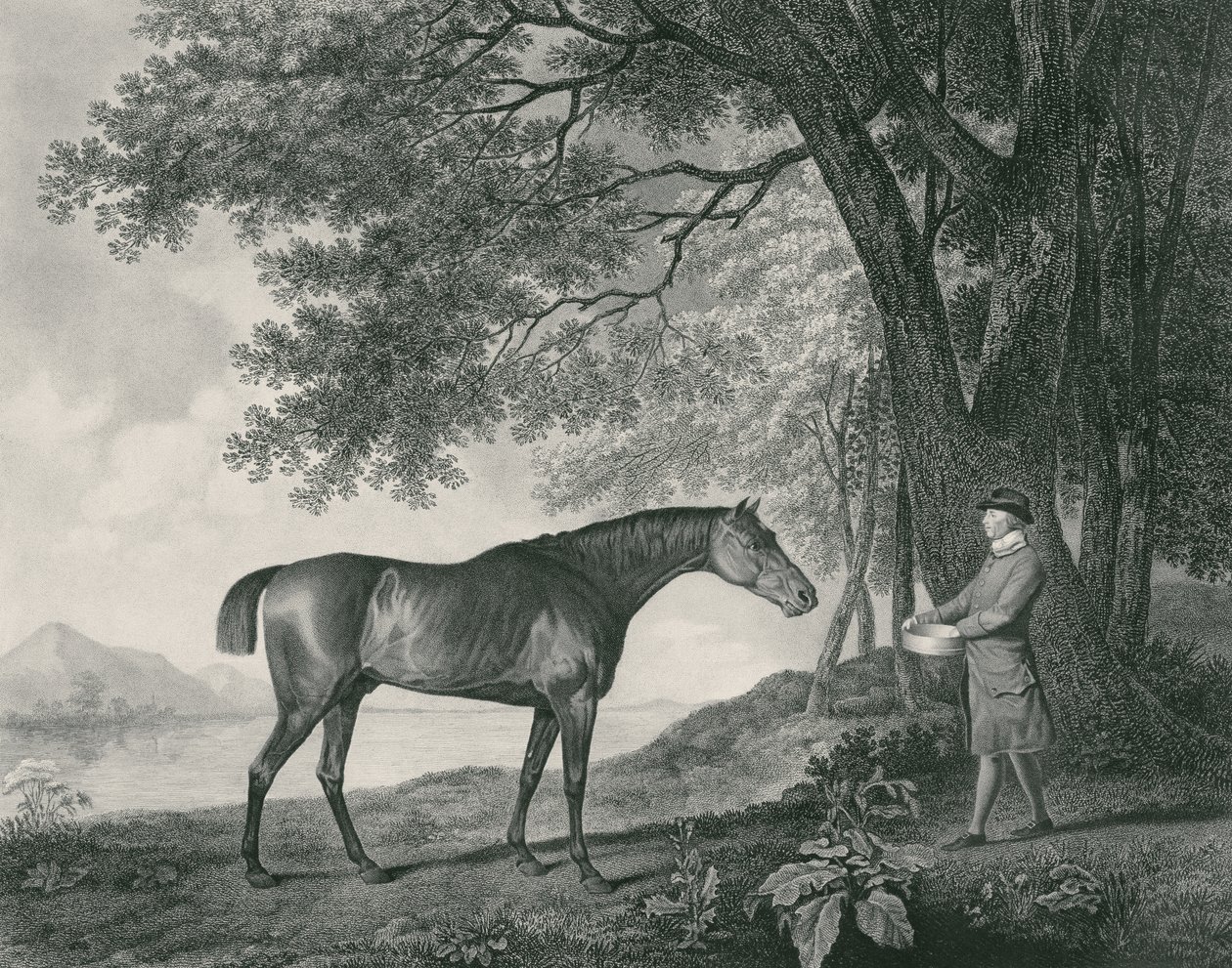 Sharke, inciso da George Townley Stubbs (1756-1815) pub. 1794 (acquaforte) da George Stubbs