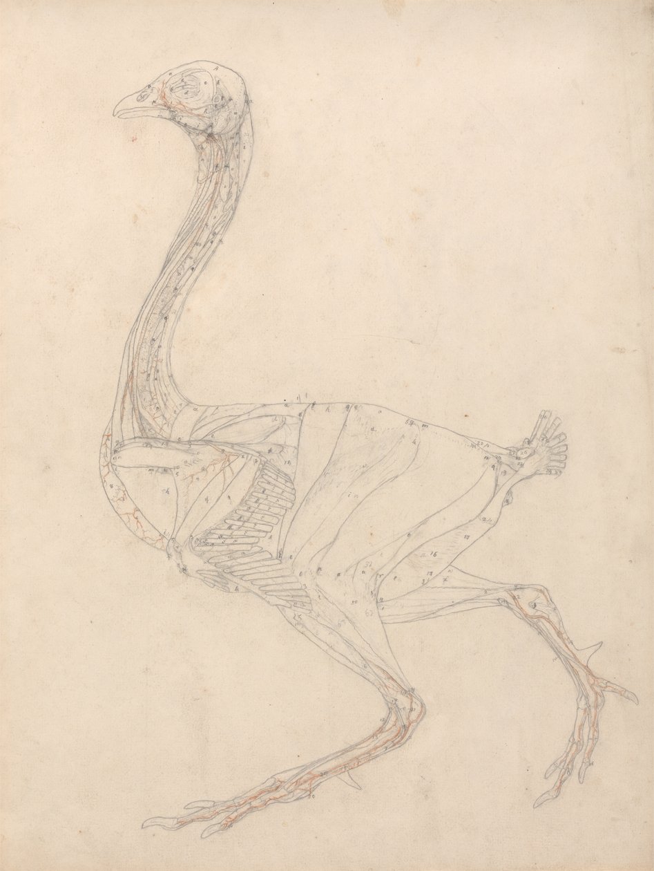 Studio di un pollo, vista laterale, diagramma per la chiave alla tavola XV, da A Comparative Anatomical Exposition of the Structure of the Human Body with that of a Tiger and a Common Fowl, 1795-1806 da George Stubbs